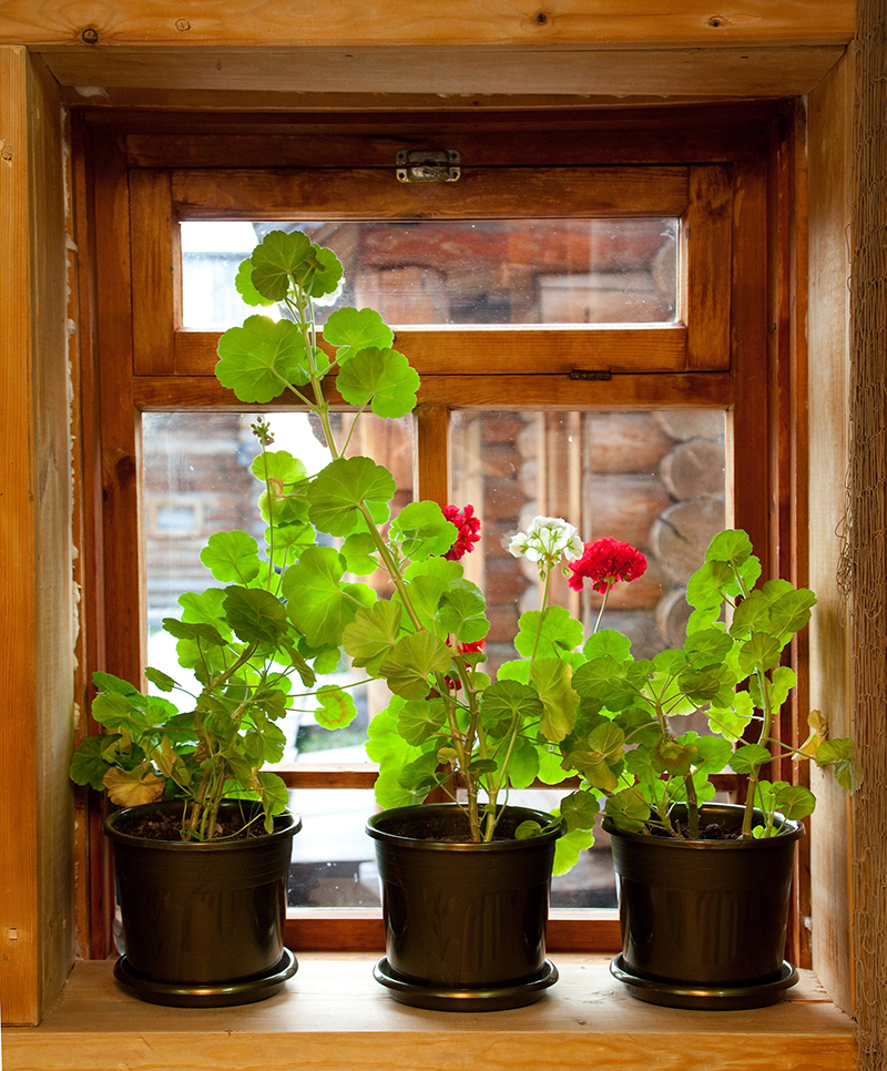 flowers flowers  / over flowers