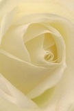 Step into the gentle embrace of a cream-white rose, its soft spirals drawing you into the heart of the bloom-much like finding sanctuary within the tranquil spaces of Teddington's riverside gardens. Its petals, feather-light and cool, hold a luminous serenity, illuminated by natural light that captures all the subtlety of pale ivory and soft gold tones. Every curve and shadow has been lovingly shaped, reflecting the thoughtful artistry behind arrangements crafted here in Teddington. The intimate perspective and quiet palette evoke a sense of peace and new beginnings-the kind of feeling that accompanies a heartfelt condolence, a celebration of admiration, or a cherished bouquet sent to commemorate a milestone. The faint, fresh fragrance seems to linger in the air, wrapping the moment in comfort and grace. This image captures not just the pristine beauty of a rose, but also the emotion, care, and sense of place that make Teddington's floral offerings truly memorable.